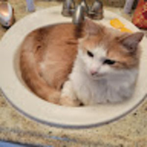 Meet your Posher, Lee